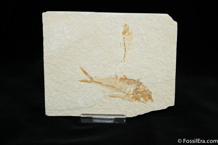Bargain Knightia Fossil Fish (Double) (#815) For Sale - FossilEra.com